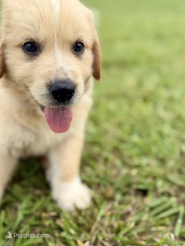 Golden Pyrenees-Blue Collar – Golden Pyrenees puppy for sale in Beechgrove, TN