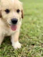 Blue Collar, a male Golden Pyrenees for sale in Beechgrove, TN – 1 of 4
