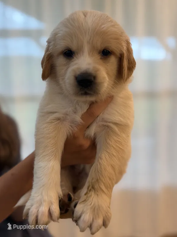 Golden Pyrenees- Light Blue Collar – Golden Pyrenees puppy for sale in Beechgrove, TN