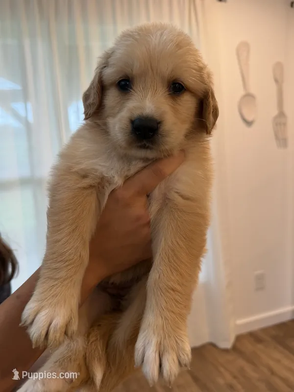 Golden Pyrenees- Purple Collar – Golden Pyrenees puppy for sale in Beechgrove, TN