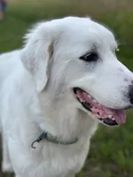 Two Year Old Great Pyrenees, a female Great Pyrenees for sale in Beechgrove, TN – 2 of 4