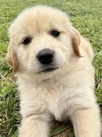 Fuschia Collar, a female Golden Pyrenees for sale in Beechgrove, TN – 3 of 5