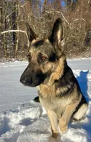 Ginger, a female German Shepherd Dog for sale in Worcester, MA – Photo 2 of 4