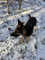 Ginger, a female German Shepherd Dog for sale in Worcester, MA – Photo 3 of 4