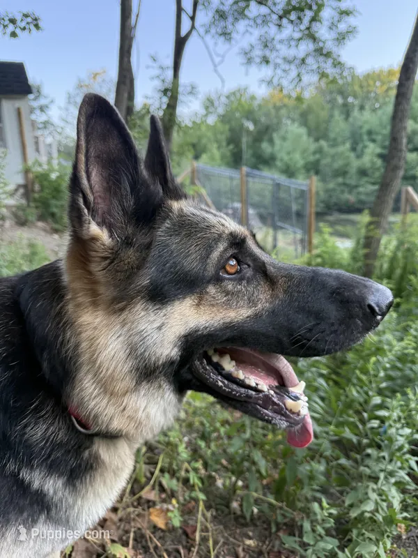 Ginger – German Shepherd Dog puppy for sale in Worcester, MA
