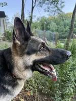 Ginger, a female German Shepherd Dog for sale in Worcester, MA – Photo 1 of 4