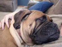 Rosie, a female Bullmastiff for sale in Bucyrus, OH – Photo 2 of 6