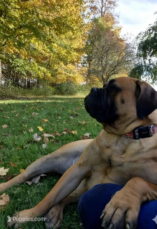 Rosie – Bullmastiff puppy for sale in Bucyrus, OH