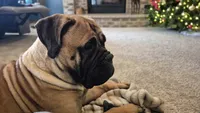 Rosie, a female Bullmastiff for sale in Bucyrus, OH – Photo 3 of 6