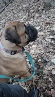 Rosie, a female Bullmastiff for sale in Bucyrus, OH – Photo 5 of 6