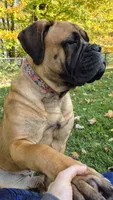 Rosie, a female Bullmastiff for sale in Bucyrus, OH – Photo 4 of 5
