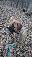 Rosie, a female Bullmastiff for sale in Bucyrus, OH – Photo 1 of 5