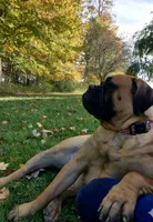 Rosie, a female Bullmastiff for sale in Bucyrus, OH – Photo 2 of 5