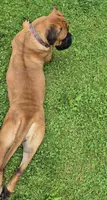 Rosie, a female Bullmastiff for sale in Bucyrus, OH – 8 of 8
