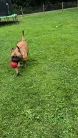 Rosie, a female Bullmastiff for sale in Bucyrus, OH – 7 of 8