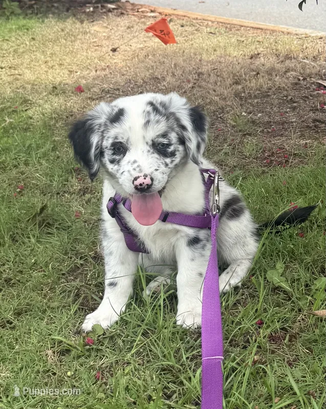 Amira  – Australian Shepherd puppy for sale in Orlando, FL