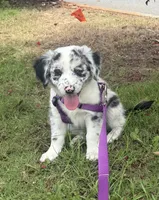 Amira , a female Australian Shepherd for sale in Orlando, FL – 1 of 4