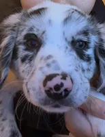 Amira , a female Australian Shepherd for sale in Orlando, FL – 4 of 4