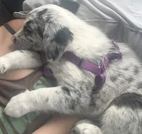 Amira , a female Australian Shepherd for sale in Orlando, FL – 3 of 4