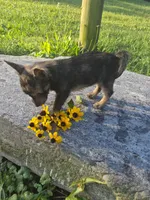 Girl puppy, a female West Highland White Terrier and Miniature American Shepherd for sale in Gettysburg, PA – 3 of 5
