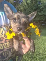 Girl puppy, a female West Highland White Terrier and Miniature American Shepherd for sale in Gettysburg, PA – 5 of 5