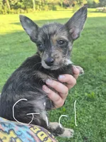 Girl puppy, a female West Highland White Terrier and Miniature American Shepherd for sale in Gettysburg, PA – 1 of 5