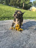 Girl puppy, a female West Highland White Terrier and Miniature American Shepherd for sale in Gettysburg, PA – 2 of 5