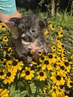 Boy puppy, a male West Highland White Terrier and Miniature American Shepherd for sale in Gettysburg, PA – 3 of 5