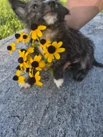 Boy puppy, a male West Highland White Terrier and Miniature American Shepherd for sale in Gettysburg, PA – 4 of 5