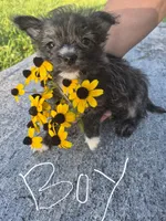 Boy puppy, a male West Highland White Terrier and Miniature American Shepherd for sale in Gettysburg, PA – 5 of 5