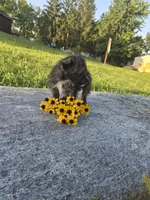 Boy puppy, a male West Highland White Terrier and Miniature American Shepherd for sale in Gettysburg, PA – 2 of 5