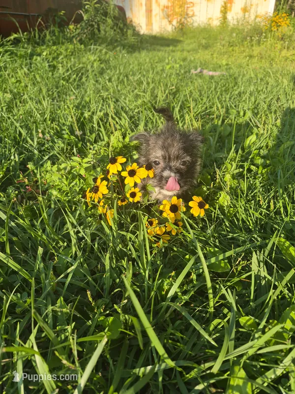 Boy puppy – West Highland White Terrier, Miniature American Shepherd puppy for sale in Gettysburg, PA