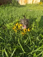 Boy puppy, a male West Highland White Terrier and Miniature American Shepherd for sale in Gettysburg, PA – 1 of 5