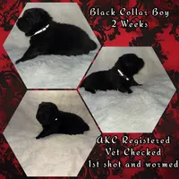 Sparky, a male Chow Chow for sale in Porum, OK – 2 of 2
