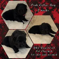 Smokey, a male Chow Chow for sale in Porum, OK – 2 of 2