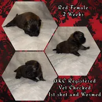 Scarlet, a female Chow Chow for sale in Porum, OK – 2 of 2