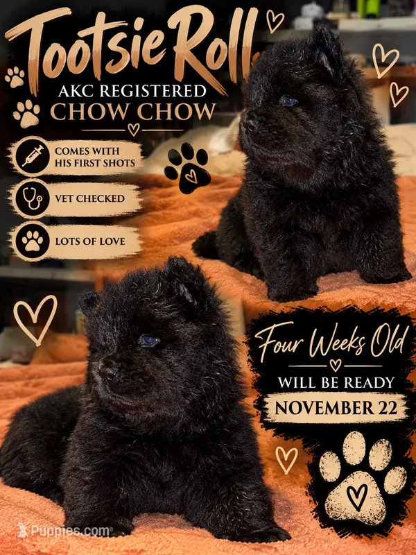 Tootsie Roll – Chow Chow puppy for sale in Porum, OK