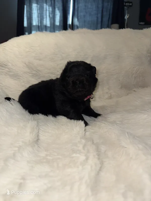 Smokey – Chow Chow puppy for sale in Porum, OK