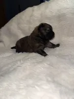 Scarlet, a female Chow Chow for sale in Porum, OK – 1 of 2