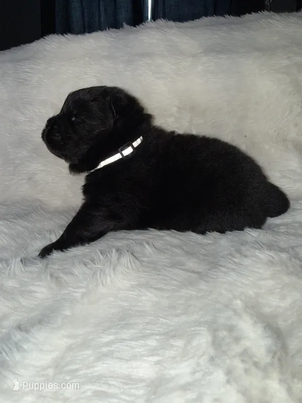 Sparky – Chow Chow puppy for sale in Porum, OK