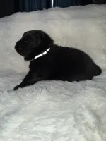 Sparky, a male Chow Chow for sale in Porum, OK – 1 of 2