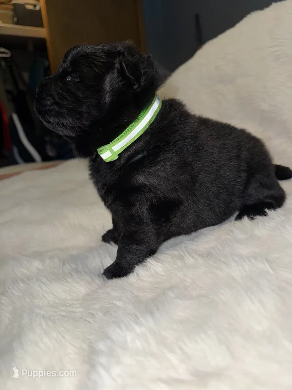 Tootsie Roll – Chow Chow puppy for sale in Porum, OK