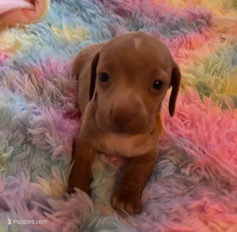 Teddy  – Miniature Dachshund puppy for sale in Perris, CA