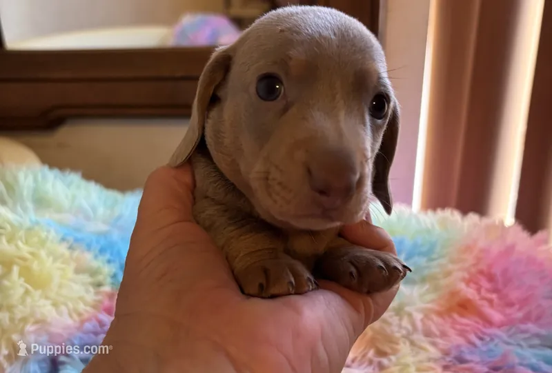 Charlie – Miniature Dachshund puppy for sale in Perris, CA