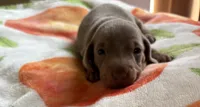 Charlie, Color is Isabella , a male Miniature Dachshund for sale in Perris, CA – 6 of 8