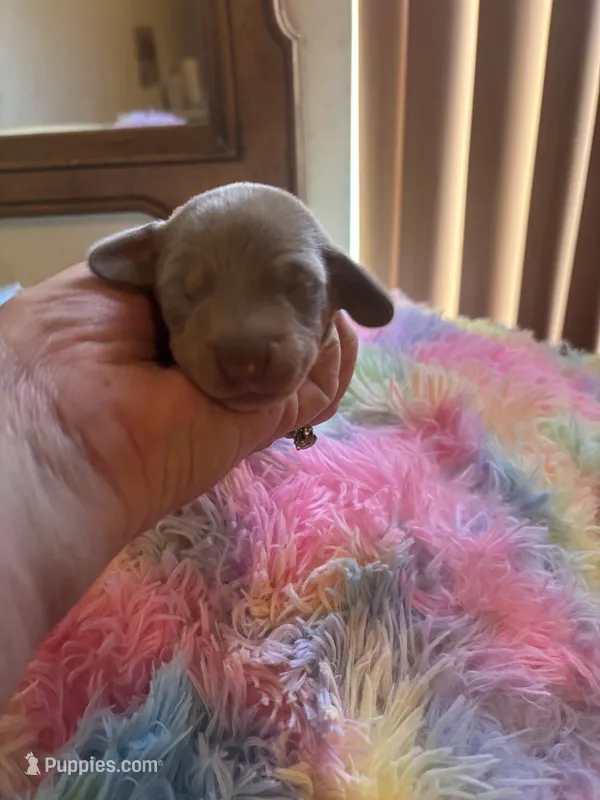 Charlie, Isabella color – Miniature Dachshund puppy for sale in Perris, CA