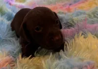 Winston , a male Miniature Dachshund for sale in Perris, CA – 3 of 9