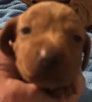 Charlie, a male Miniature Dachshund for sale in Perris, CA – 2 of 6