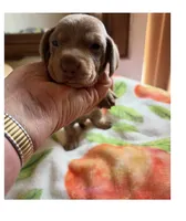 Nemo, Color is Isabella , a male Miniature Dachshund for sale in Perris, CA – 2 of 7