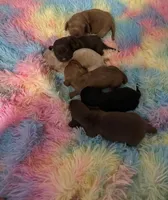 Sunny , a male Miniature Dachshund for sale in Perris, CA – 3 of 5